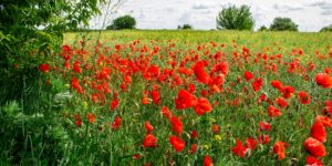 Picture showing a field of flowers in spring time